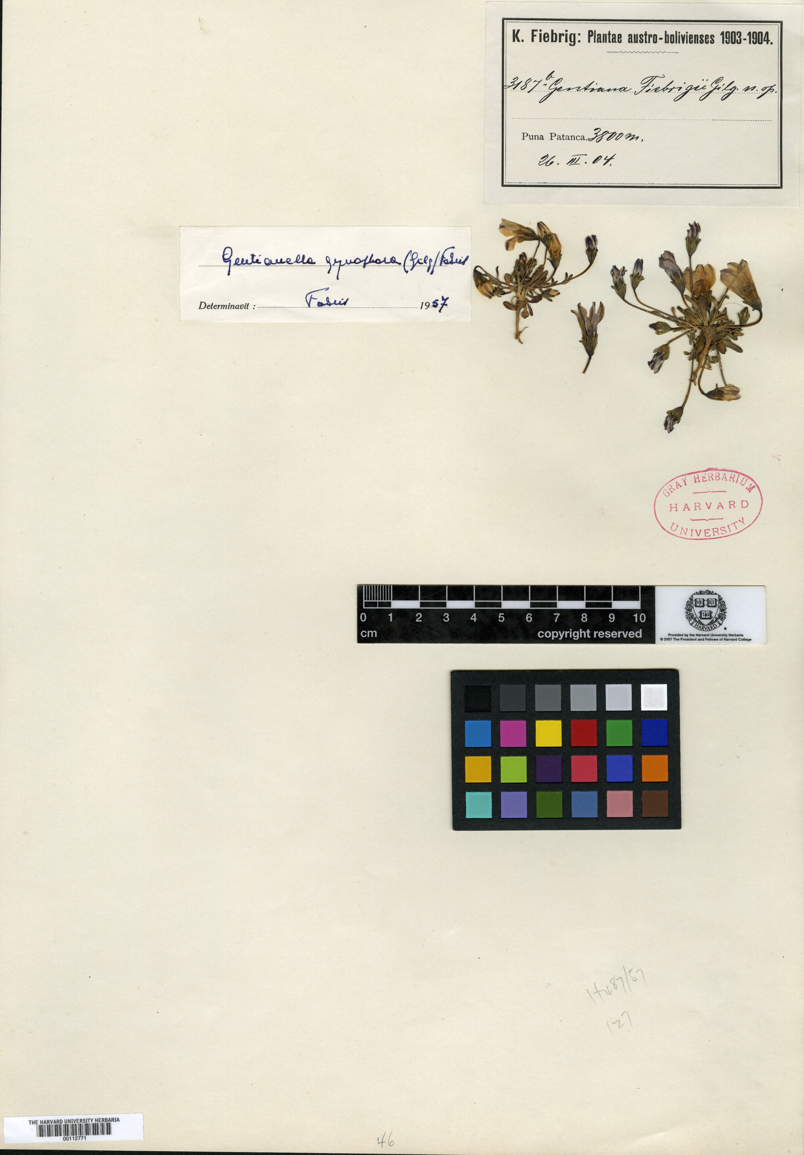 Gentianella fiebrigii image