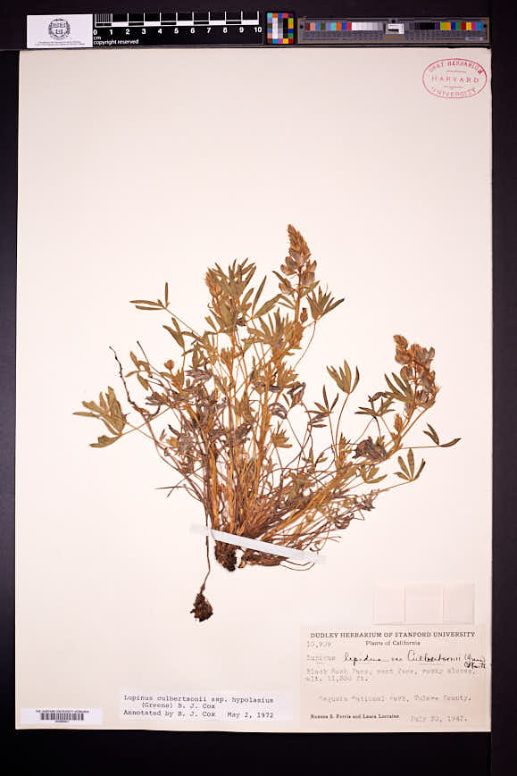 Lupinus culbertsonii image