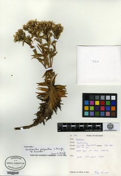 Gentianella polyantha image