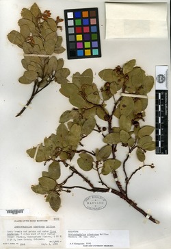 Arctostaphylos pinetorum image