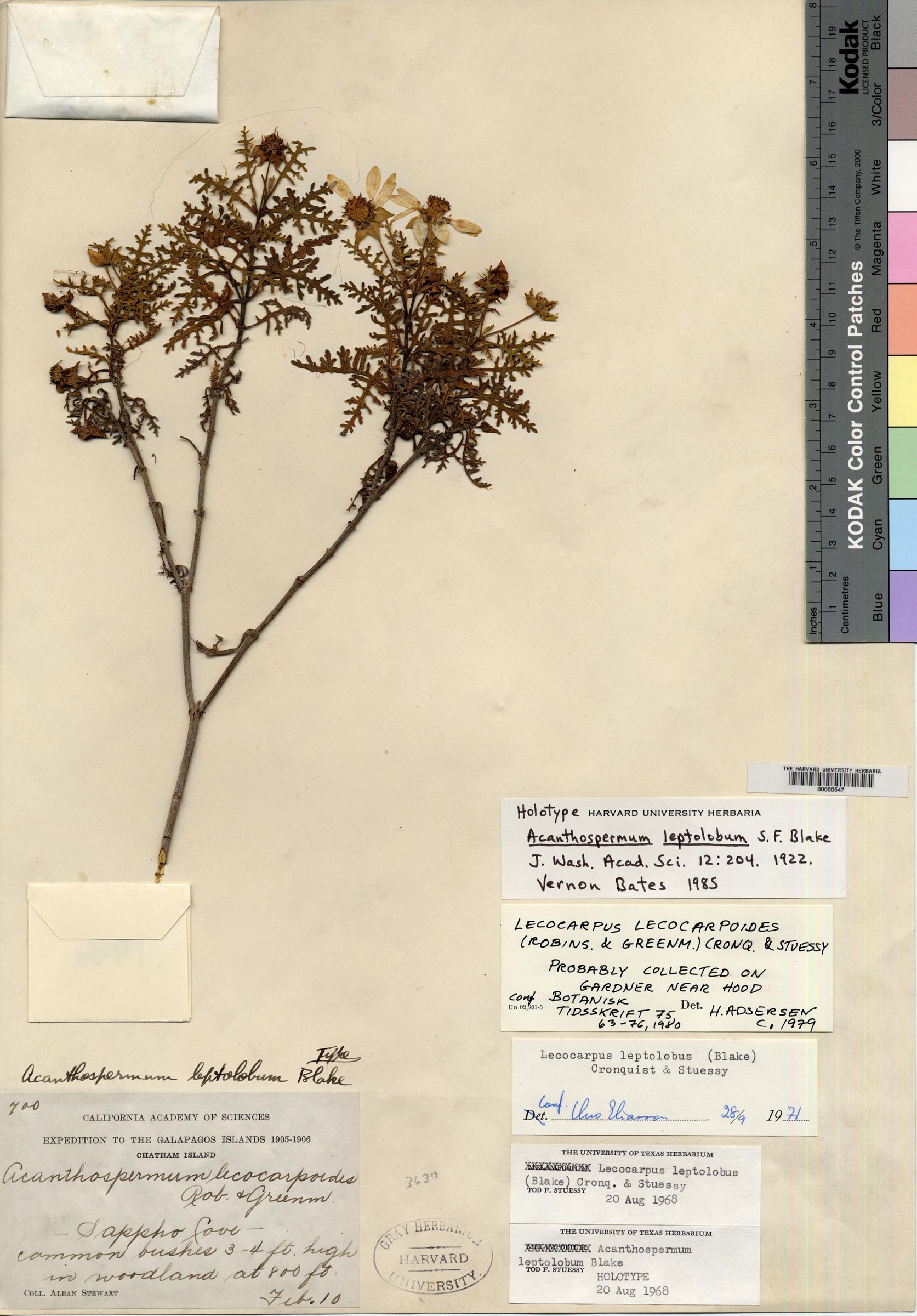 Acanthospermum leptolobum image
