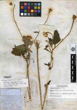 Tithonia thurberi image