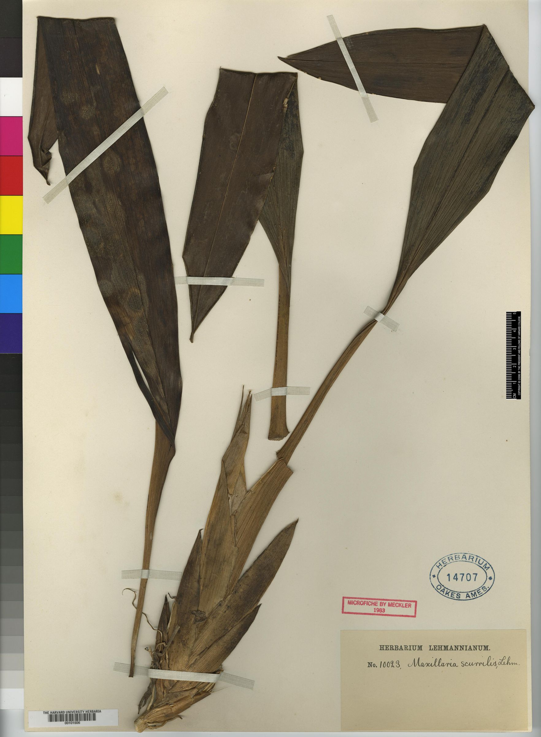 Maxillaria tenuis image