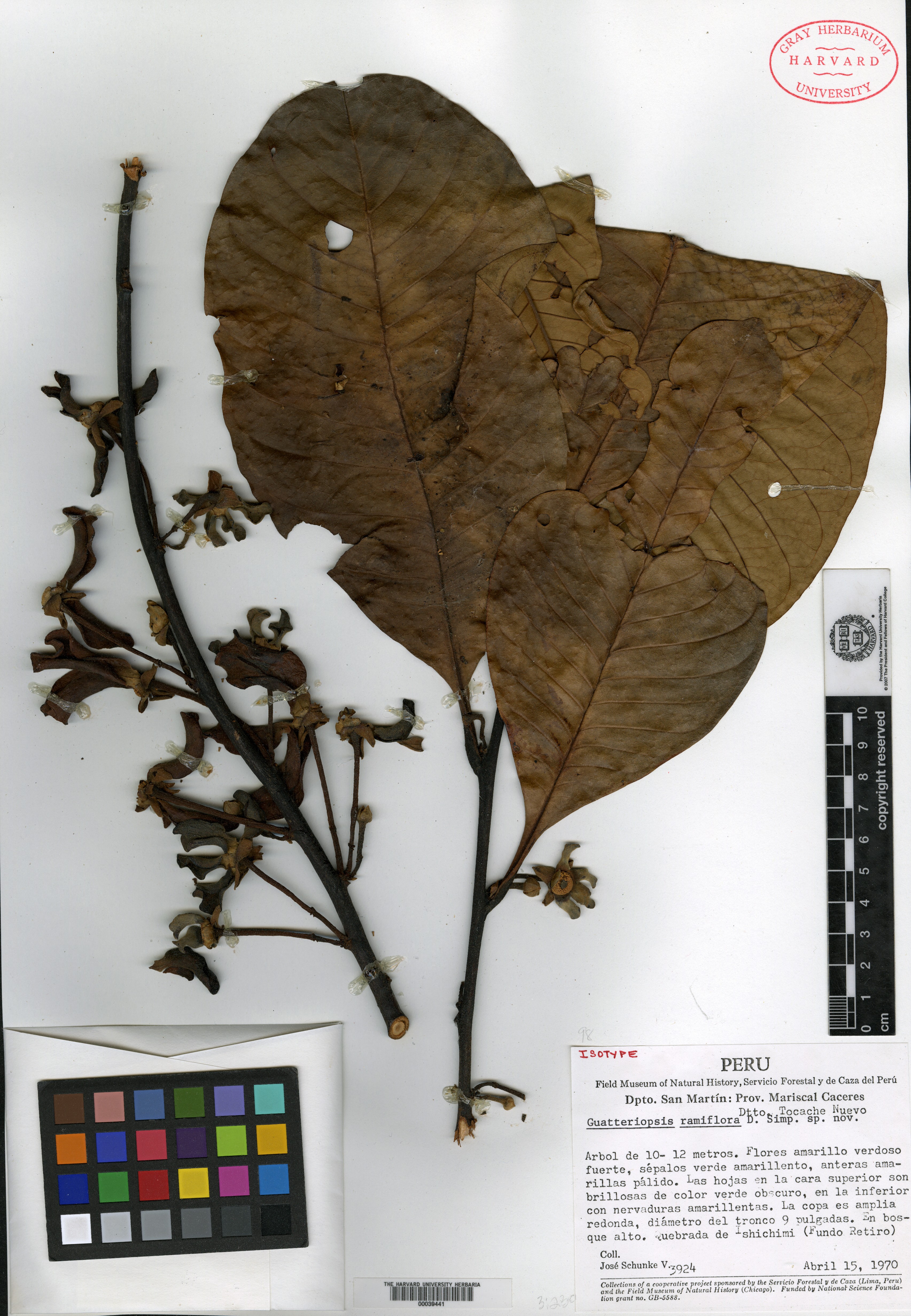 Guatteriopsis ramiflora image