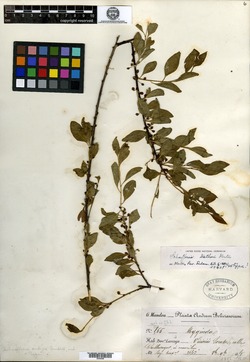 Schaefferia dietheri image