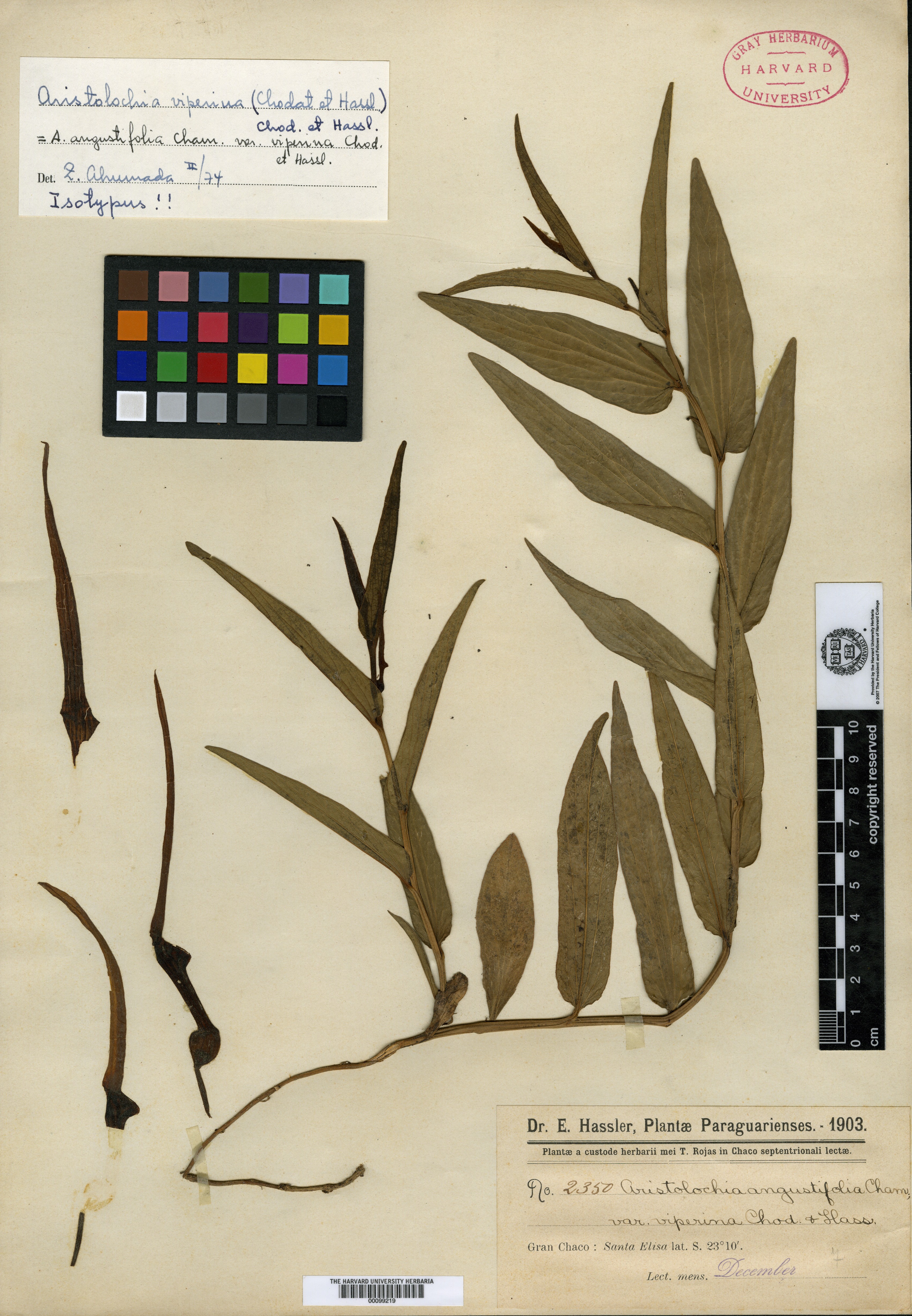 Aristolochia angustifolia image