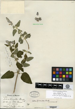 Salvia conzattii image