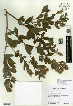 Pediomelum piedmontanum image