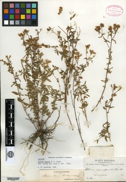 Stevia bangii image