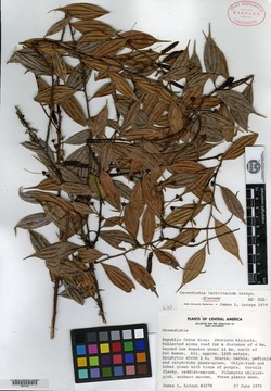 Cavendishia lactiviscida image