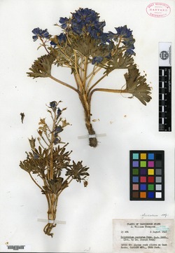 Delphinium caprorum image