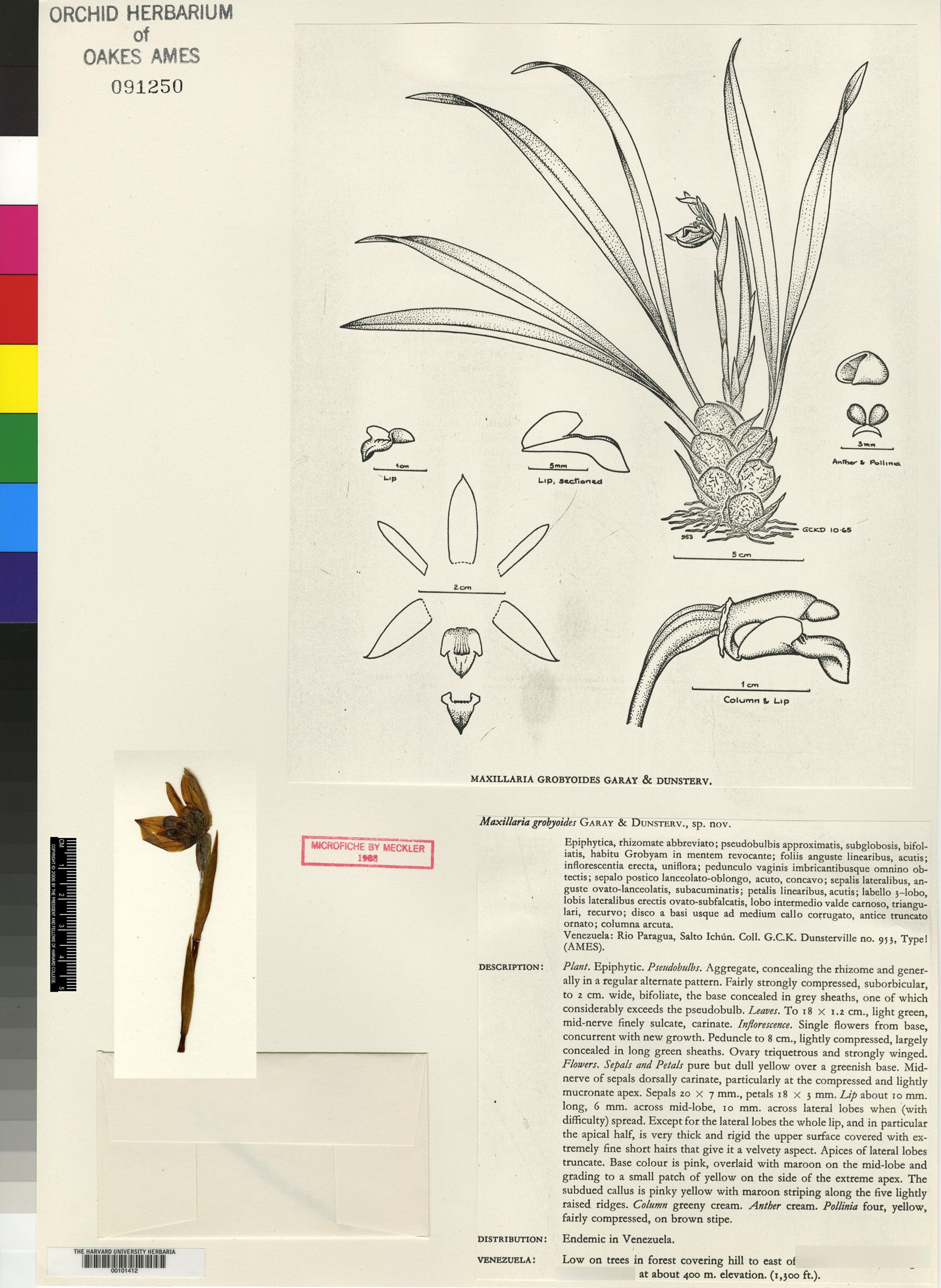 Maxillaria grobyoides image