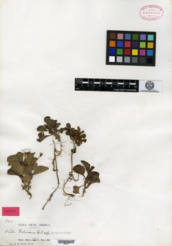 Viola boliviana image
