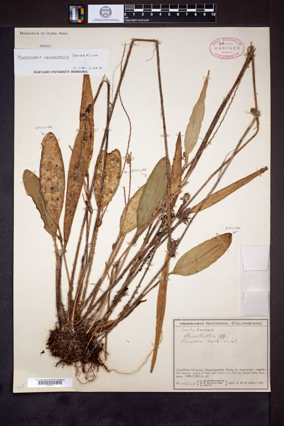 Myoxanthus ceratothallis image