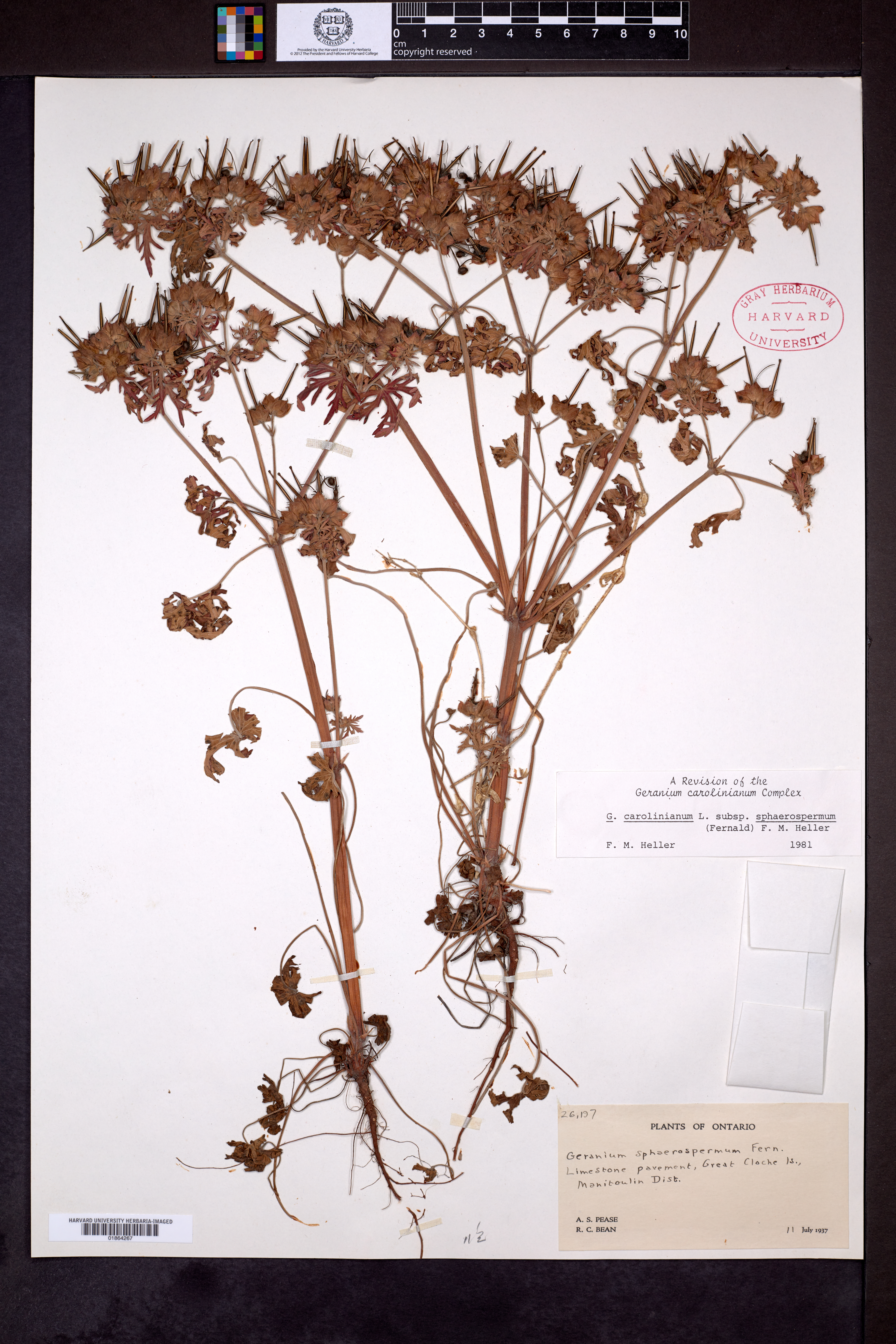 Geranium carolinianum var. sphaerospermum image