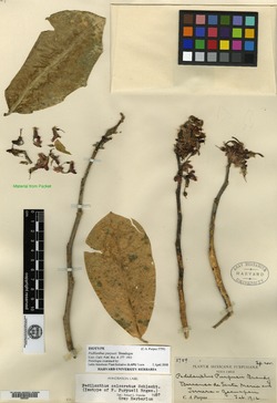 Euphorbia calcarata image