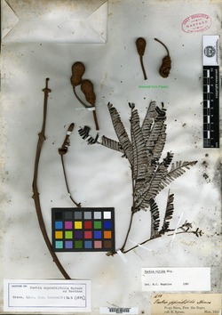 Anadenanthera peregrina var. falcata image