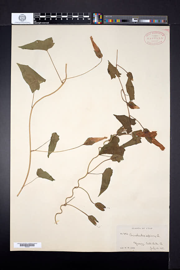 Calystegia sepium subsp. angulata image