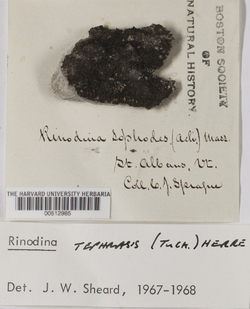 Rinodina sophodes image
