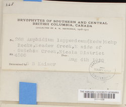 Amphidium lapponicum image
