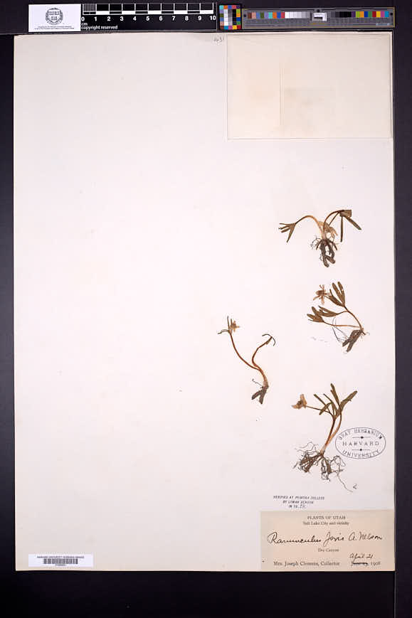 Ranunculus jovis image