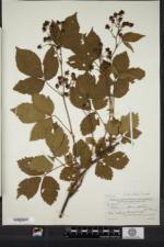 Rubus spiculosus image