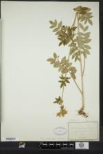 Polemonium vanbruntiae image