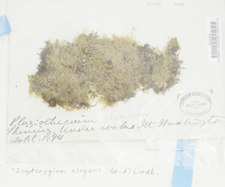 Pseudotaxiphyllum elegans image