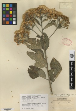Image of Vernonia durangensis