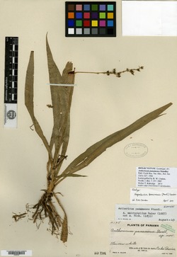 Image of Hagenbachia panamensis