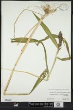Echinochloa crus-galli var. frumentacea image
