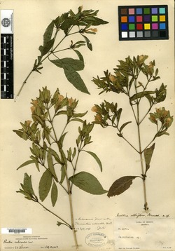 Image of Ruellia albiflora
