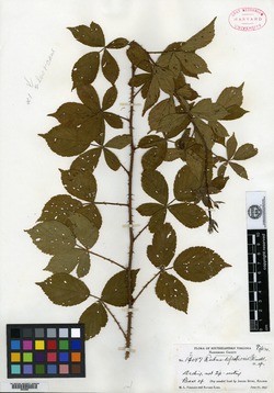 Image of Rubus defectionis