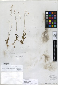 Lobelia flexuosa subsp. intermedia image