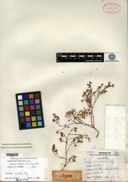 Image of Paronychia monticola