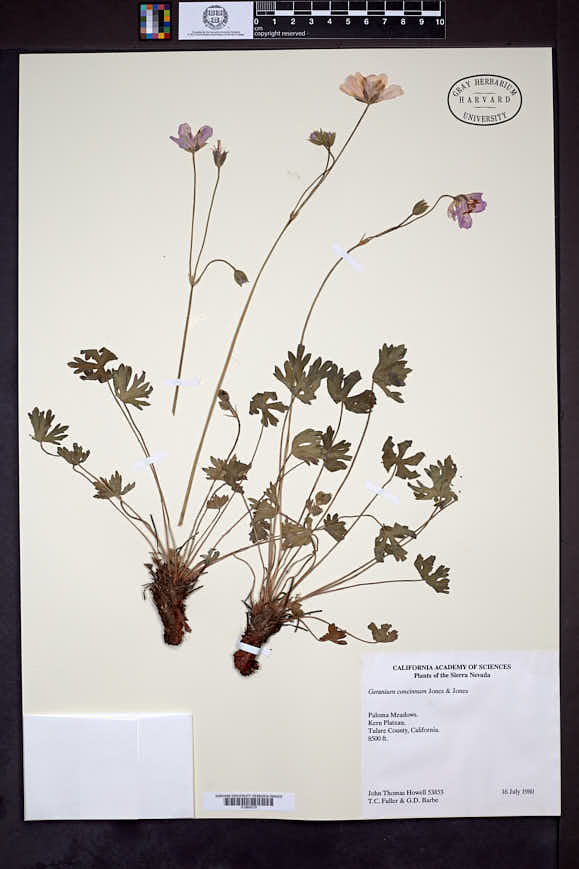 Geranium concinnum image