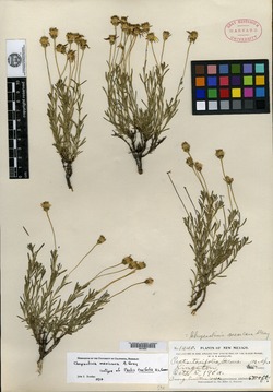 Pectis taxifolia image