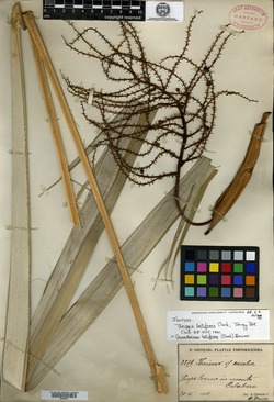 Image of Coccothrinax barbadensis