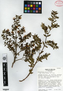 Image of Monochaetum amabile