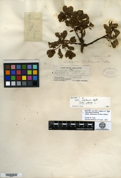 Salix x waghornei image