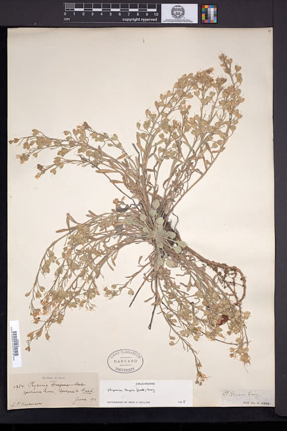 Physaria geyeri image