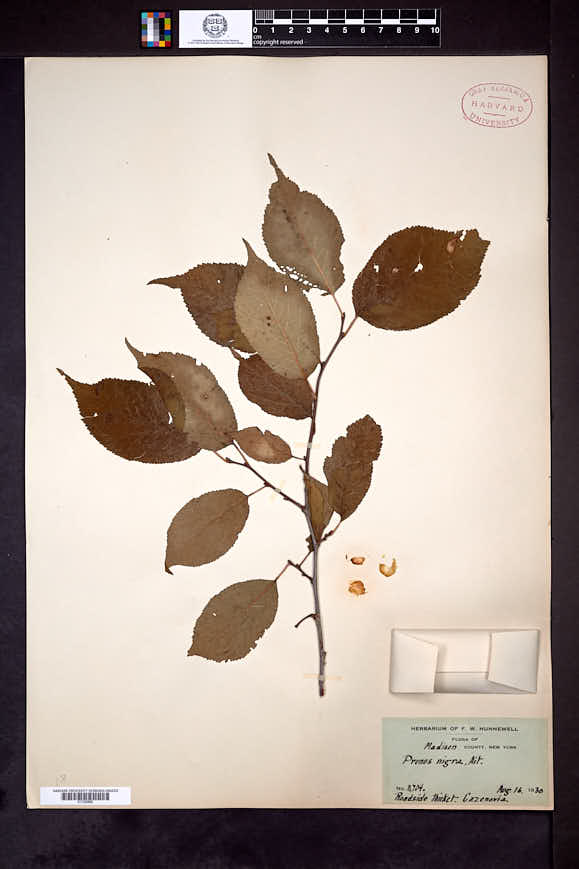 Prunus nigra image