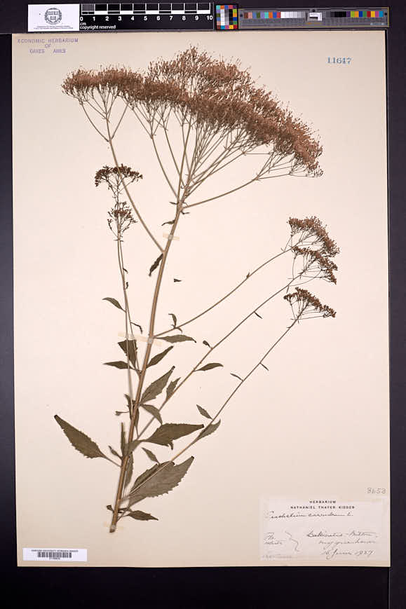 Trachelium caeruleum image