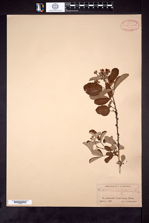 Rubus audax image