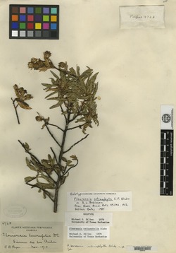 Image of Flourensia retinophylla