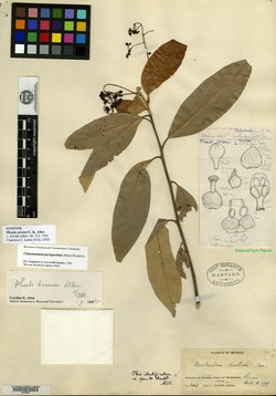 Image of Cinnamomum arsenei