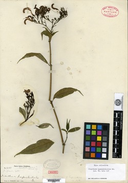 Ancistranthus harpochiloides image
