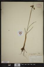 Eriophorum angustifolium image