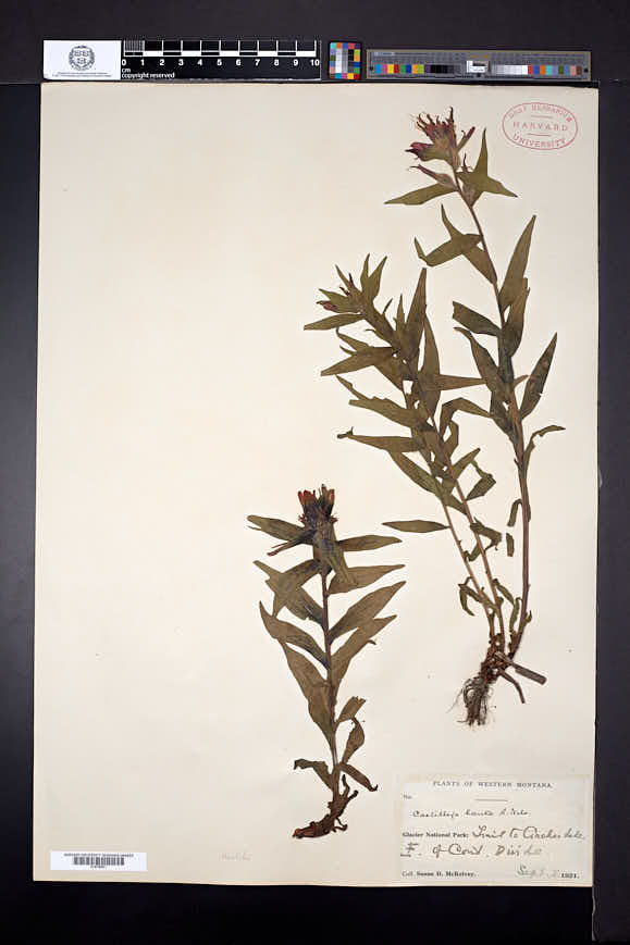 Castilleja rhexiifolia image