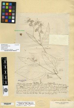 Image of Schistocarpha pedicellata